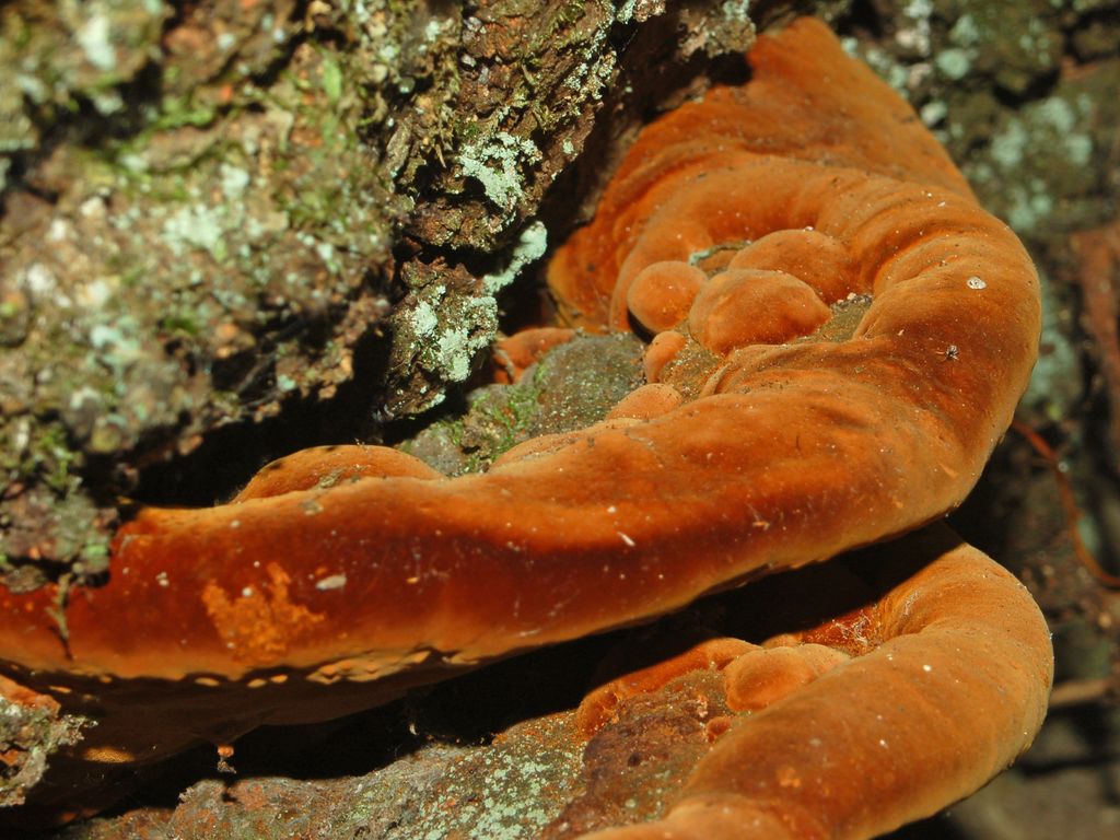 Dei grandi carpofori rossastri (Phellinus torulosus)